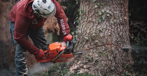 professionelle Baumfällung