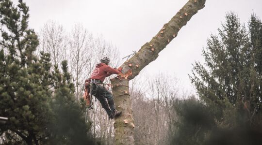 Baum fällen in Sachsen